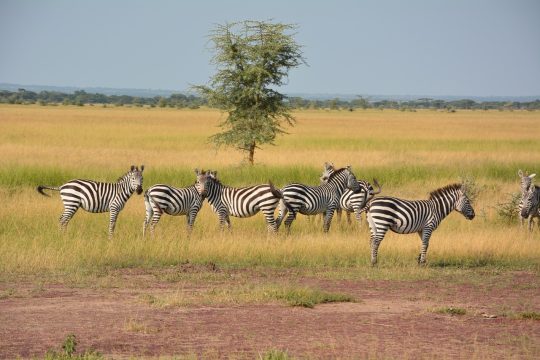 Kids Love Travel: Tanzania met kinderen